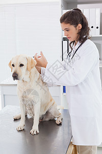 兽医在可爱的狗身上打针办公室微笑注射专家女性工作家畜快乐考试女士图片