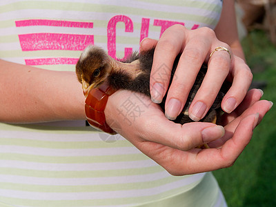 手里握着小鸡绿色家禽家畜女士季节宠物婴儿院子动物棕榈图片