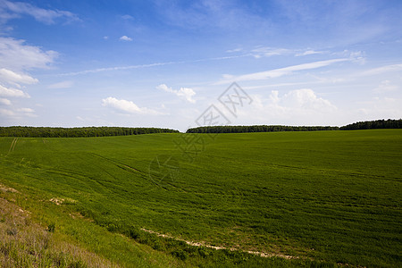 绿燕麦季节阳光农业风景小麦植物学粮食大麦生长玉米图片
