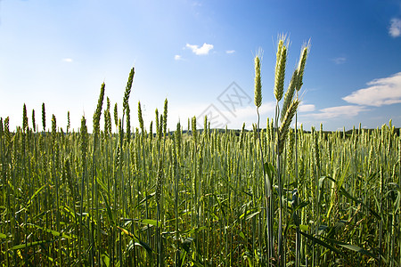 震撼背景绿颗粒小麦植物土地国家生长主食太阳农业食物农场背景