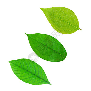 绿叶叶植物柠檬绿色框架园艺宏观叶子静脉活力生活图片