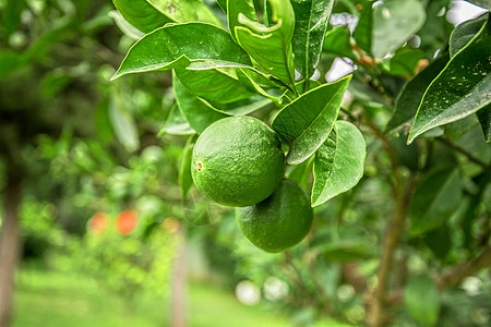柠檬果园利梅树植物青柠饮食农业种植园果汁农场热带果园钥匙背景
