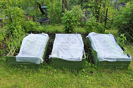 分配的有机园圃栽培生活方式前院种植沙拉后院植物庄稼树篱生长图片