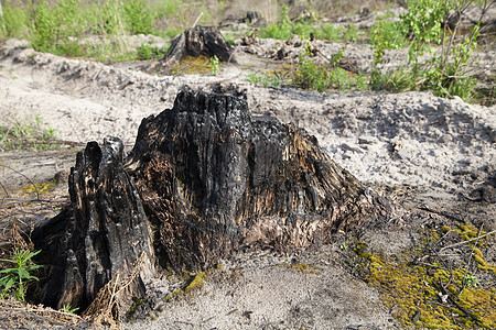 在森林火灾之后树干煤炭木头拆除字符荒野危险水平植物灾难图片