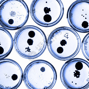 培里迪塞斯的细菌在成长生物学微生物玻璃平板琼脂化学生物盘子生长细胞图片