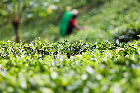 斯里兰卡茶叶种植园地貌环境植物农场植物群农村土地国家叶子生长季节图片