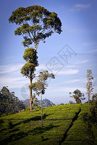 斯里兰卡茶叶种植园地貌高地农村季节热带旅行农场叶子阳台环境草原图片