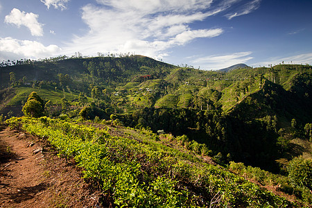 斯里兰卡茶叶种植园地貌农场农村热带农田环境爬坡草原旅行栽培叶子图片
