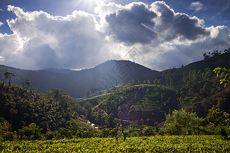 斯里兰卡茶叶种植园地貌爬坡季节国家阳台高地农村场景热带土地叶子图片