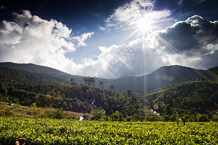 斯里兰卡茶叶种植园地貌植物群农村阳台农田爬坡草原环境生长高地季节图片