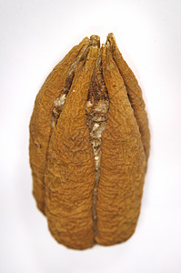 孤立的Ceiba树种子图片
