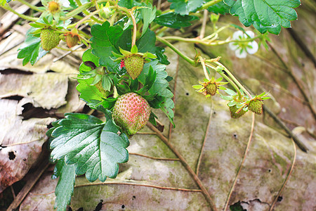 多安昌山花园的草莓 泰拉吉昂木头生长国家场地小屋水果情绪阳光文化收成图片