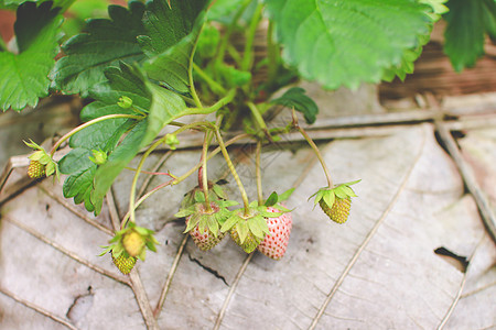 多安昌山花园的草莓 泰拉吉昂种植园花园场地生活工作植物生长森林小屋爬坡图片