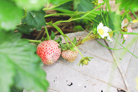 多安昌山花园的草莓 泰拉吉昂山脉工作小屋收成公园森林国家薄雾植物群生活图片
