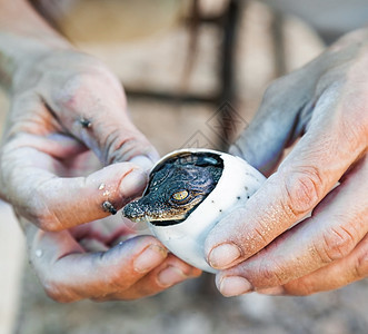 鳄鱼活在人类手中荒野捕食者牙齿皮革动物两栖动物爬虫野生动物危险热带图片