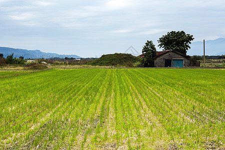 绿稻田栽培草地季节食物房子金子叶子农村天空植物绿色的高清图片素材