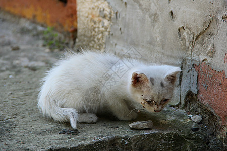 无家可归的小猫图片