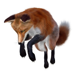 红狐狸尾巴猎人捕食者动物橙子食肉跳跃荒野红色白色图片