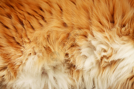 蓬松的皮毛外套宏观老虎斑点狮子皮肤皮革材料纹理隐藏图片