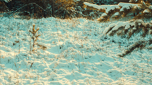 老人散步冬季风景雪花枞树针叶冻草太阳仙境云杉贺卡装饰天气背景