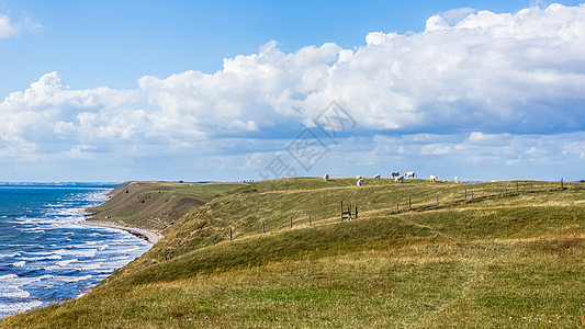 农村观点地平线牧歌海滩牧场绿色植物蓝色奶牛悬崖天空乡村图片