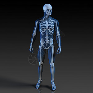 人体身体和骨骼解剖照相诊断骨盆肋骨骨干监视器外科教育扫描颅骨图片
