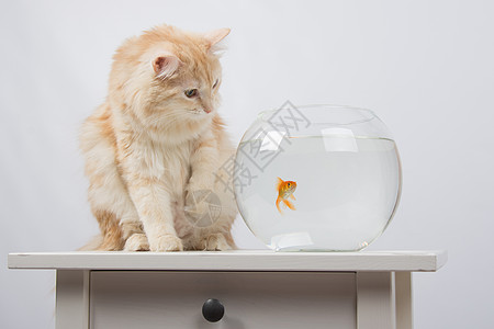 猫咪想买只脚金鱼图片