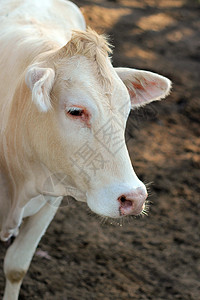 红牛在白色背景中被孤立的图像场地草地动物哺乳动物乳房家畜国家场景食物牧场图片