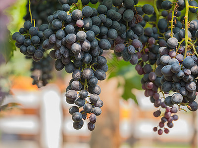 德国葡萄园紫红葡萄 树藤上有绿叶子 新鲜果实农场农村食物紫色生产水果叶子酒厂生长葡萄园背景