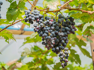 紫红葡萄 树藤上有绿叶子 新鲜果实葡萄叶生长农村阳光国家葡萄园叶子地面酒厂生产图片