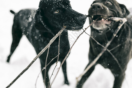 冬季欢乐动物生活灵魂伙伴乐趣搭档犬类忠诚性格哺乳动物图片