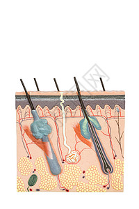 在白色背景上隔离的人体皮肤组织模型;图片