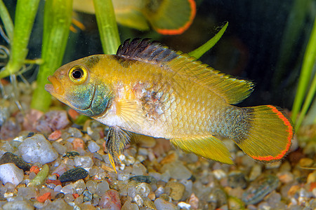 光谱鱼类动物荒野野生动物热带水族馆淡水柱状图橙子红色蓝色背景图片