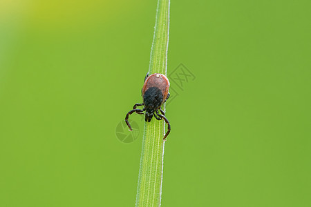 蜱虫坐在一片草叶上绿色螺旋体橙子棕色叶子宏观寄生虫花园蓖麻疾病图片