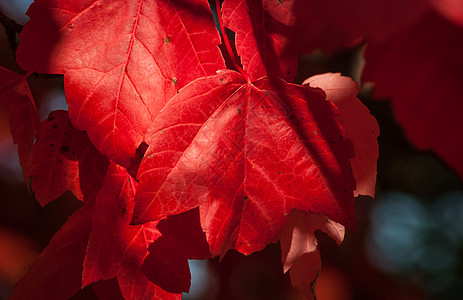 秋天来了一个红叶故事枫树红色时间季节学校活动收获阳光叶子天气图片