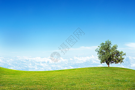 夏季景观图农场国家橡木绿色天气假期环境草地日出蓝色图片