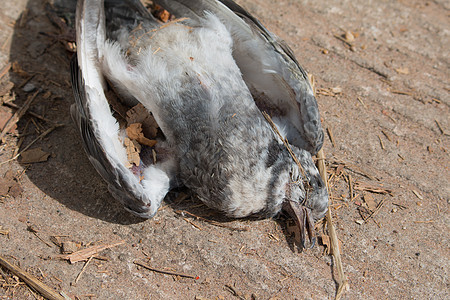死去的鸟儿从天上坠落到地上生活航班宗教鸟类自由城市骨骼翅膀鸽子粪便图片