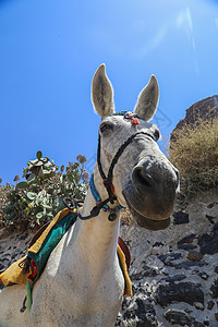 圣多里尼顿基希腊假期驴子旅游脚步爬坡火山口动物城市文化运输图片