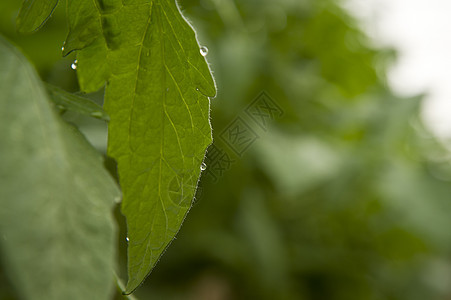 番茄农场生产食物收成营养叶子藤蔓温室蔬菜植物花园图片