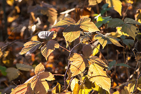 果树秋叶林植物 红树和黄树天气蓝色耀斑森林树叶阳光季节棕褐色叶子太阳图片