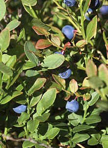 蓝莓草丛 特写水果森林衬套叶子矿物树木蓝色荒野饮食生长图片