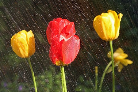 雨中的郁金香天气下雨太阳生活湿度生长花束风暴植物群植物图片