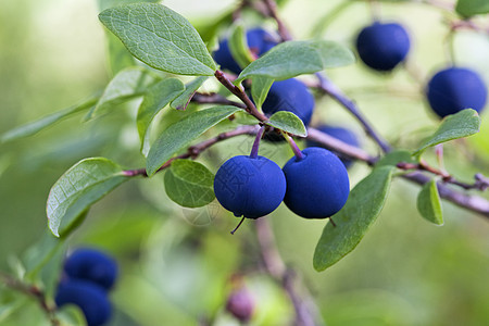 蓝莓草丛 特写蓝色衬套叶子食物矿物森林饮食茶点树木荒野图片
