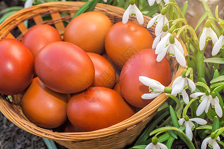 复活节的鸡蛋在篮子和雪滴里宏观花朵花园礼物白色草地食物红色季节性绿色图片