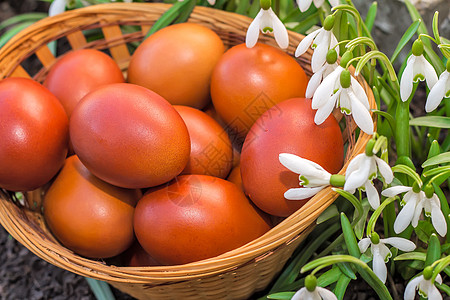 复活节的鸡蛋在篮子和雪滴里装饰品传统宏观草地宗教食物红色庆典白色季节性图片