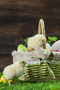 复活节有鸡蛋的桶子 年轻的东边小鸡白色绿色季节食物木头装饰庆典假期篮子礼物图片