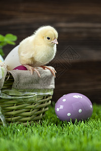 复活节有鸡蛋的桶子 年轻的东边小鸡食物白色木头假期篮子装饰季节庆典礼物绿色图片