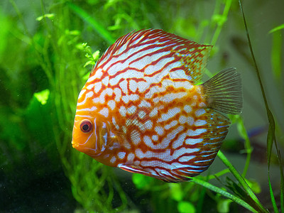 红盘鱼游泳红色淡水水族馆热带动物图片