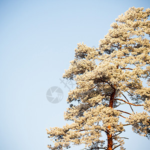 树草地季节橡木风景农村天空土地木头蓝色生长图片