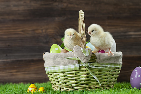 复活节有鸡蛋的桶子 年轻的东边小鸡白色篮子食物假期木头装饰庆典季节绿色礼物图片